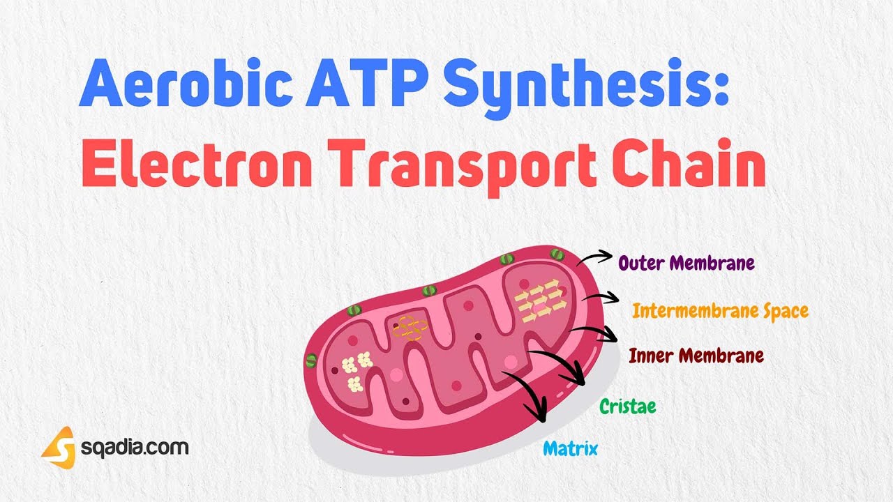 Aerobic ATP Synthesis: Electron Transport Chain | Mitochondrial Energy ...