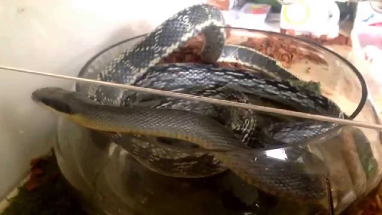 Оrthriophis taeniurus callicyanous blue beauty