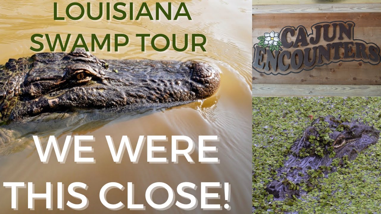 LOUISIANA SWAMP TOUR! GATORS EVERYWHERE! We were so close to the GATORS