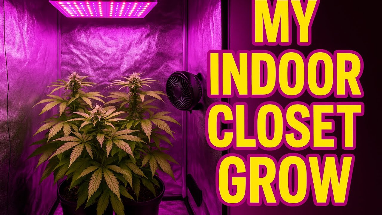 How To Grow Organic Weed in a Closet At Home 