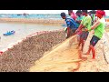 Prawns /Shrimps Fish Harvest In Village Fish Farm|| Indian Fish Farming Business