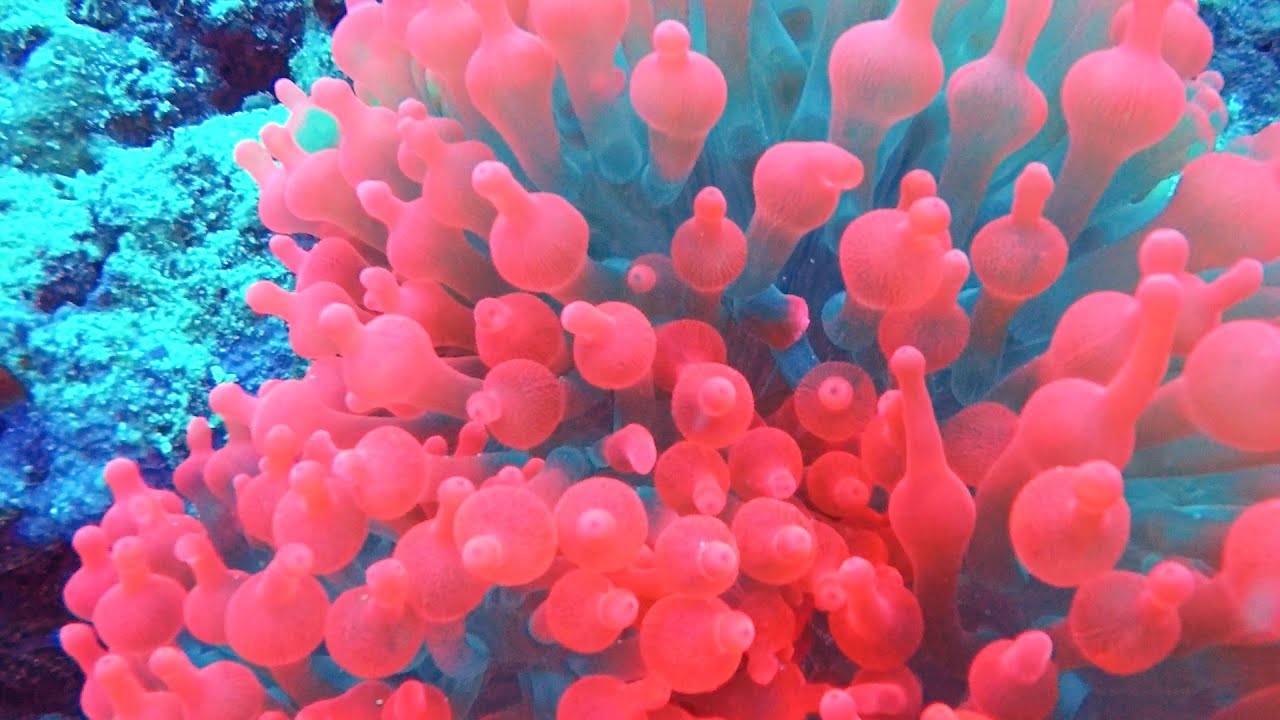 SCUBA DIVING BALICASAG (DIVE 1 OF 3) | 06-02-2018