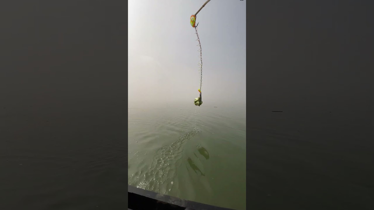 new precious vegetable bait for fish 