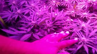 Hso Humboldt seed organization sapphire og kush 4x4 scrog Mars 1600 led  ep9