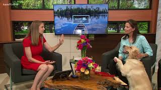 Tips on taking your dog on a road trip