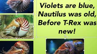 Fun Facts about the Chambered Nautilus in less than 5 minutes