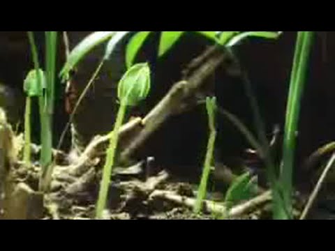 Tree and plant life in the jungle - David Attenborough - BBC wildlife