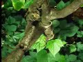 Tree and plant life in the jungle - David Attenborough - BBC wildlife