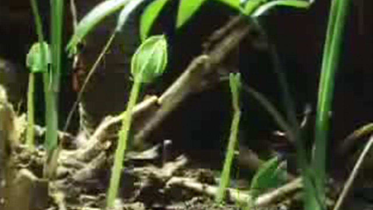 Tree And Plant Life In The Jungle | David Attenborough | Bbc Studios
