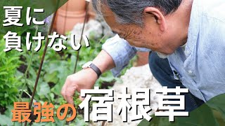 【夏をあきらめないお庭に】酷暑でも耐えるオススメ宿根草をご紹介していきます