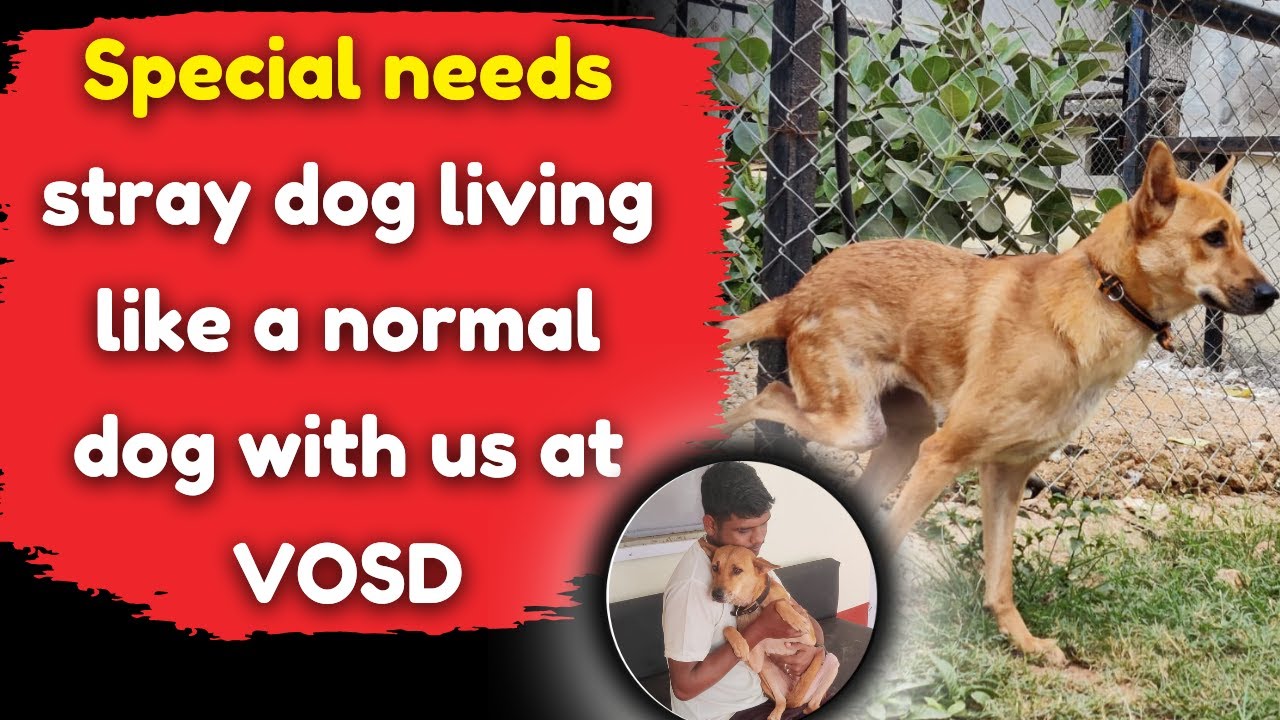Special needs stray dog living like a normal dog with us at VOSD - YouTube