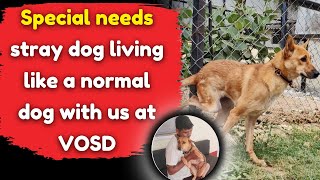 Special Needs Stray Dog Living Like A Normal Dog With Us At Vosd