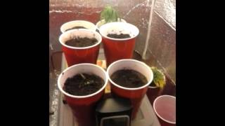 GYOB.tv-F1 Party Cup Update