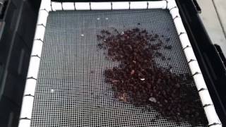 Worm sifter!!!