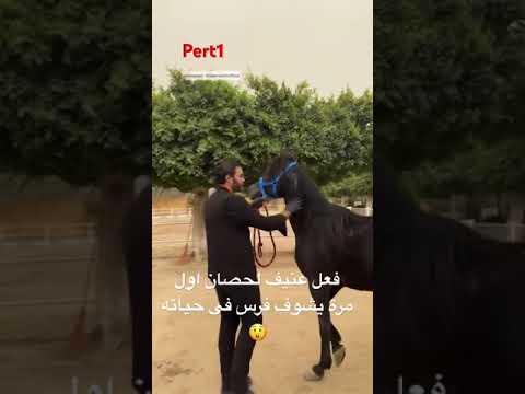 فعل عنيف لحصان اول مرة يشوف فرس فى حياته خيل ٦٠شو مع الدكتور حاتم ستين الخيل اكسبلور