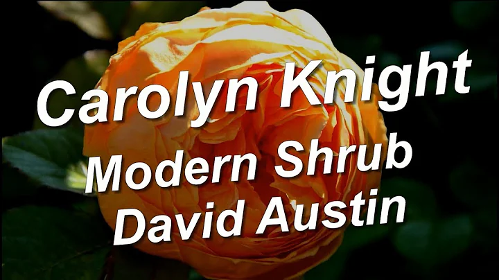 Carolyn Knight Rose, Modern Shrub, David Austin