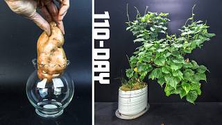You Wont Believe What This Sweet Potato Became Time-Lapse