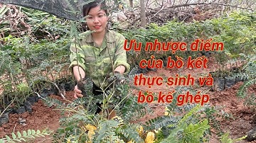 Ưu nhược điểm của bồ kết thực sinh và bồ kết ghép|  giống bồ kết|