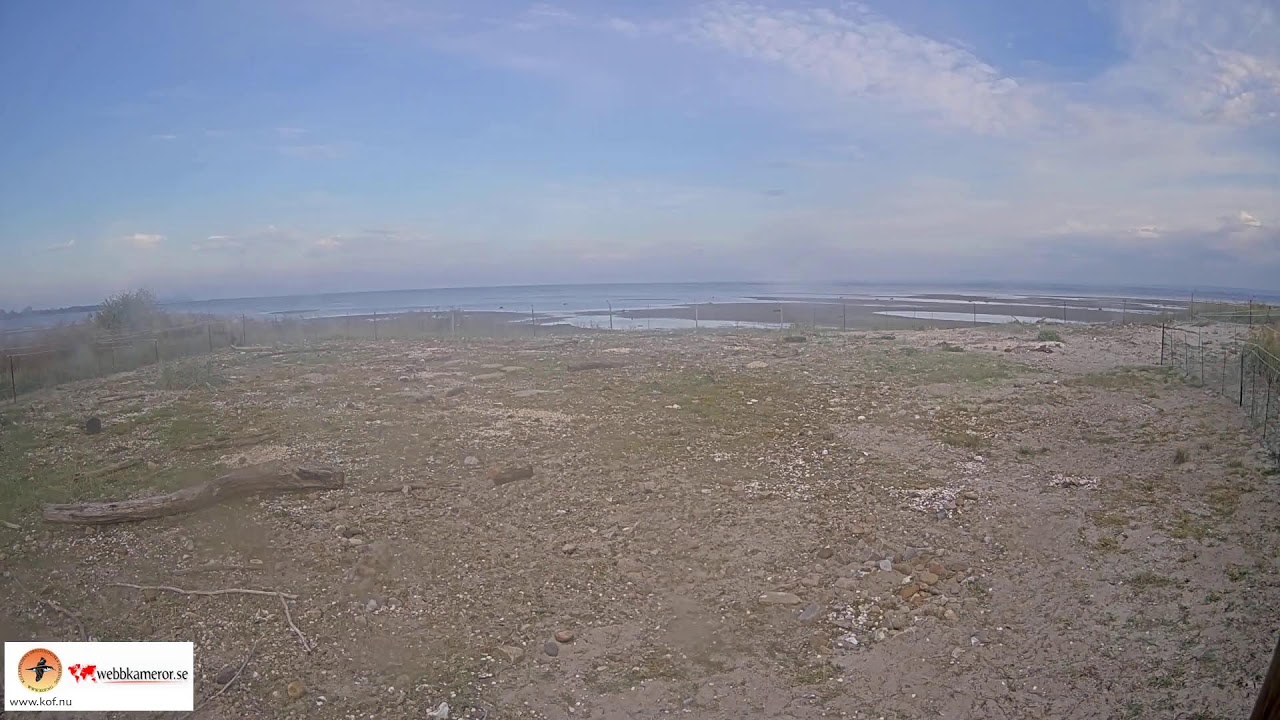 Live webcam view of Sandön Tern Colony Cam