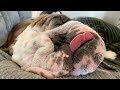 Reuben the Bulldog: A Day With Reuben