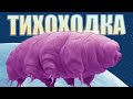 Что такое ТИХОХОДКА?