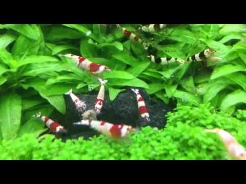 Ratgeber Zum Nano Cube Aquarium Und Bewohnern Garnelen Krebse