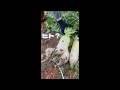 【おもしろ大根】#shorts #ショート #おもしろ動画