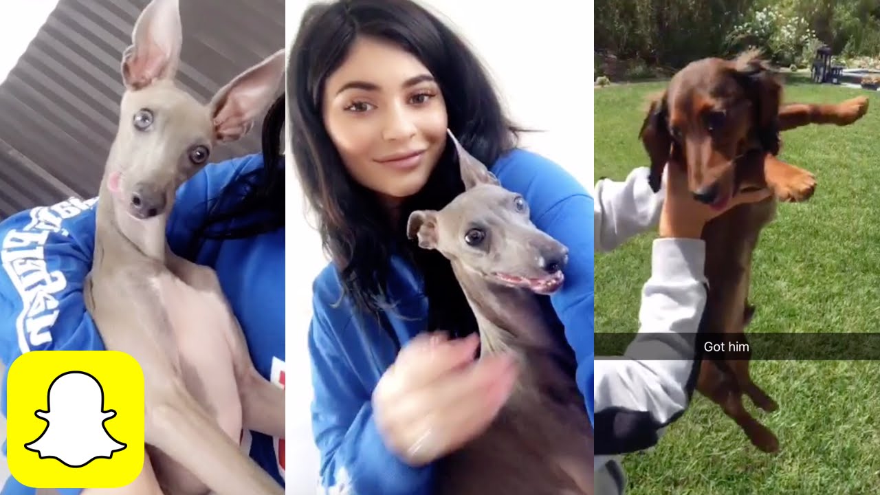 Kylie Jenner's Pets: See Photos of All Her Dogs