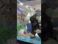 Ideal Fish tank for your room 1 #Shorts