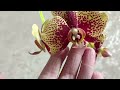 орхидея Чармер.Orchid Charmer.