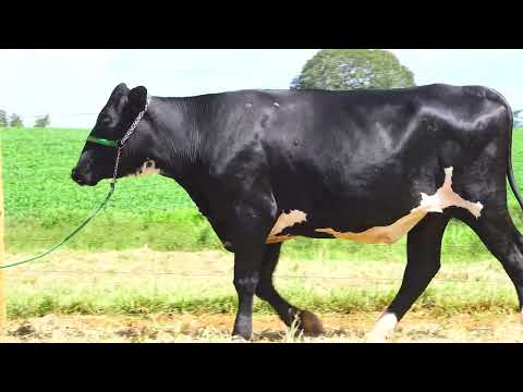 LOTE 27 LLA CARÍSSIA FIV   NP1289