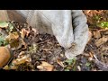 Ground wasp nest murdered with tempo dust (multiple queens)