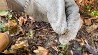 Ground wasp nest murdered with tempo dust (multiple queens)