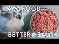 Benefits Your Cat Will Experience From a RAW FOOD DIET (TOP 5!)