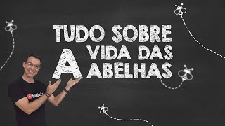 Conheça a CURIOSA SOCIEDADE DAS ABELHAS