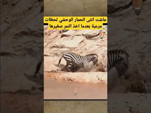 فيديو: هل عالم الحيوان مطلوب؟