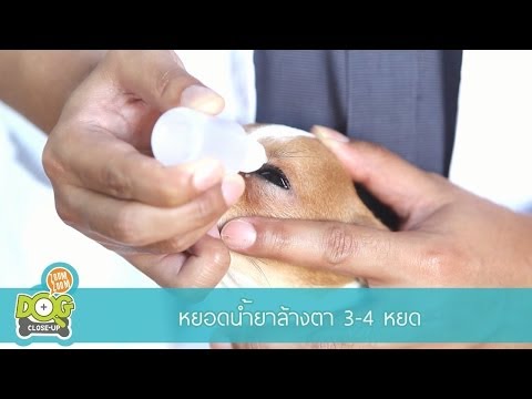 วีดีโอ: Parvo อยู่ในพื้นได้นานเท่าไร?