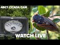 LIVE: ABC7 Chicago Cicada Cam