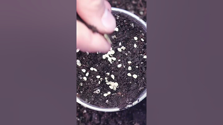 Tomato Seed Starting Basics