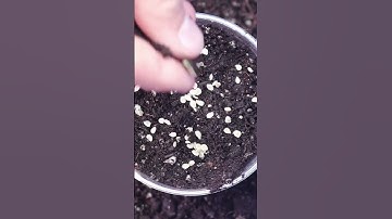 Tomato Seed Starting Basics