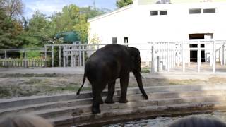 Слон купается в бассейне киевского зоопарка