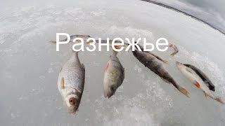 Рыбалка в Разнежье 2022.