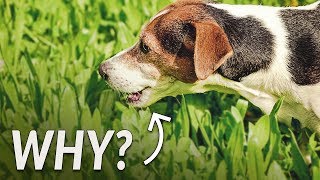 A Vets Take Why Your Dog Eats Gr