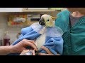 A day in the life of an exotic bird veterinarian