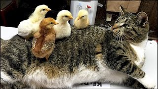 Funniest Animals 2023 😂 Funniest Cats and Dogs Videos 😺🐶 Part 713 | Pets World