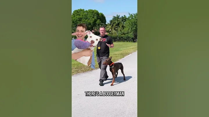 Why We Don’t Recommend the Doberman Pinscher - DayDayNews