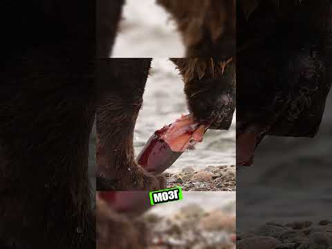 Бурые медведи и их секрет улова 🐻🐟