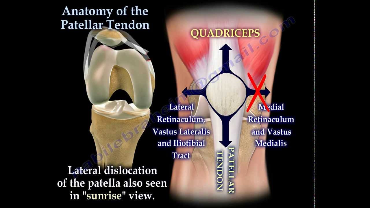 Anatomy Of The Patellar Tendon - Everything You Need To Know - Dr