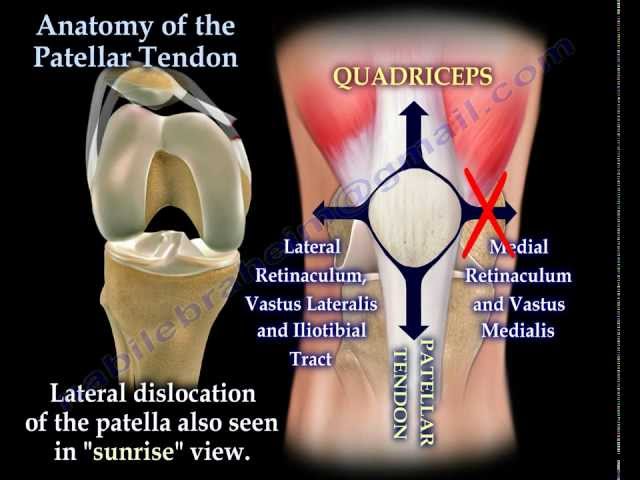 Anatomy Of The Patellar Tendon - Everything You Need To Know - Dr