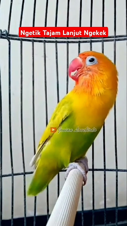 Suara lovebird ngetik tajam lanjut ngekek panjang #lovebird #lovebirds #lovebirdngekekpanjang #birds